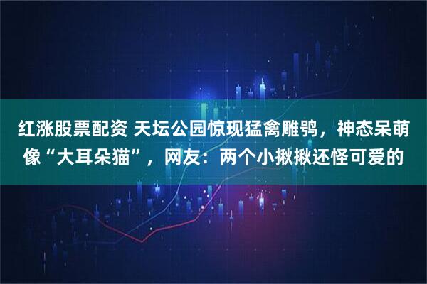 红涨股票配资 天坛公园惊现猛禽雕鸮，神态呆萌像“大耳朵猫”，网友：两个小揪揪还怪可爱的